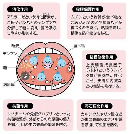 唾液の機能