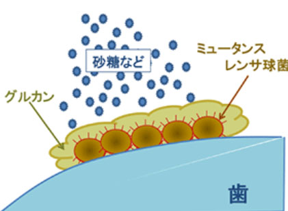 ミュータンス菌